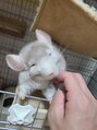 ファイン 小岩店(FINE) チンチラも一緒に暮らしてます!モフモフ♪