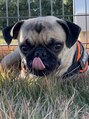 ガーデン アクロスプラザ足利店(garden) 我が家の愛犬【こっちゃん】♪毎朝の散歩が日課になりました＊