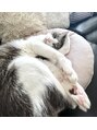 フェム(5)&nbsp;うちのネコ助♪ 撫でたら喜ぶー