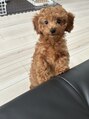 グリッターエッセンシャル(Gritter essential)&nbsp;動物が好きです☆愛犬はマルプーのクーです☆