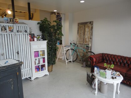 ブルーオーキッド(BLUEORCHID)の写真