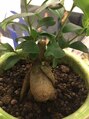 シック 浦和(CHIC)&nbsp;観葉植物をコツコツ育ててます(^^♪
