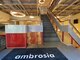 アンブロシア(ambrosia)の写真