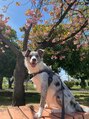キコ(KICO) 愛犬のリアンちゃん☆