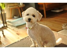 キヒロの雰囲気（看板犬ののんちゃんです♪）