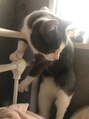 オーストヘアー ミコ(Aust hair Mico)&nbsp;猫を飼っています！動物大好きです♪♪