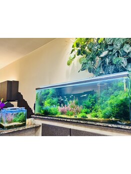 キレイな水槽や植物のある癒される空間で、ゆったりとしたサロンタイムをお過ごしください―＊