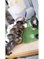 シャンプー 本庄店(SHAMPOO)&nbsp;全部兄妹！！保護猫ちゃんです♪