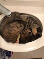 アージュ 三鷹店(A ju) 実家の猫は洗面台で寝てしまうので、手が洗えないらしい笑