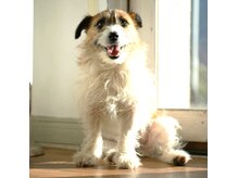 看板犬ジャックラッセルテリアのtoroです。