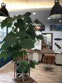 プリクーズヘアオアシス(plecooze hair oasis) ウンベラータの成長が半端ない！