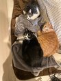 ミドル(MIDDLE)&nbsp;我が家のかわい子ちゃん3匹が珍しく一緒の思い出