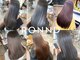 ロンド(RONND)の写真
