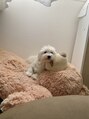イージス(EZs) かわいい愛犬^^マルックスのバビくんです(^^)/