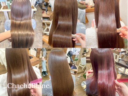 チャチャブラン(cha-cha Blanc)の写真