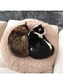 ソラ(sola) 愛猫です