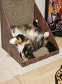ホットキャット サンロクゴ(HOT CAT 365) 愛猫のヒラメちゃん