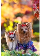 ベック(BECK)&nbsp;HIROMI 