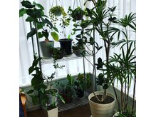 ヘアーサロン ココペリ(HAIR SALON KokopeLLi)の雰囲気（観葉植物たくさんのアットホームなサロンです♪）