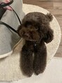 リアン 平塚(Lien) トイプードル飼っています!大人しい男の子です♪