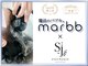 シュテルンジュウジョウ(sternjujo)の写真/【最高峰の艶シャワー*marbb導入店】頭皮にも、髪にも、良いものを。
