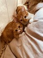 ヘアーアンドメイク ソファー 高森店(hair&make Sofa) 家族の仲間入りをした子猫2匹！ムギとキナコ