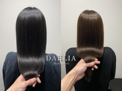 ダリア(Dahlia)の写真