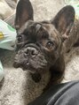 ヘアーデザインアンドボディーメイク R&nbsp;愛犬そぼろ君です♪フレンチブルドッグのオスです！！