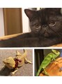 ヘアーアンドメイク グリーン(hair&make green) 猫、フトアゴヒゲトカゲ、エボシカメレオンなど飼ってます☆