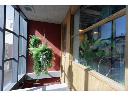 バンブーグラス(Bamboo grass)の写真