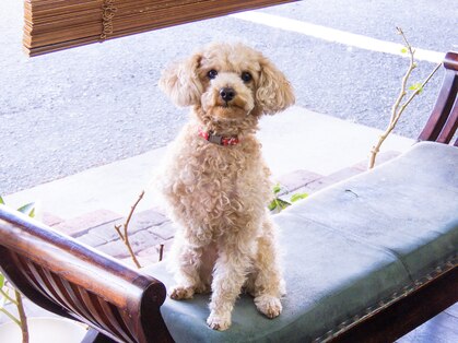 ココライオン(CoCo Lion)の写真