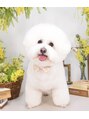 トキ(TOKI)&nbsp;愛犬のアンジュちゃんです♪