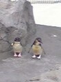 コムチュヴ(Comme tu veux)&nbsp;葛西臨海水族館のペンギン。おすましなポーズしてくれました。