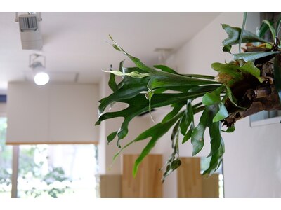 多くの植物とリラックスできる音楽。ゆっくりとお過ごしください