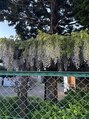 アグ ヘアー トーリ 南郷18丁目店(Agu hair tohri) お花好きです。種類は詳しくないですが、見るのは大好きです!