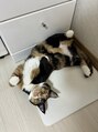 アヤジンビオス店(Ayajn bios) 三毛猫を飼っています!