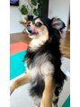 リプレイバイエクラート(REPLAY by ECLART) 愛犬チワワのとた君です!