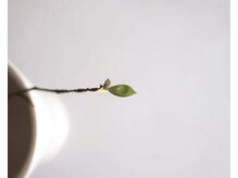 ハロウの雰囲気（最高級オーガニックでナチュラルに心地よい時間をお楽しみ下さい）