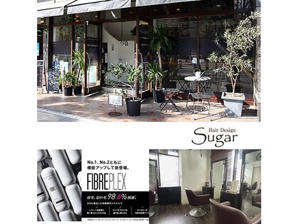 シュガー(Sugar)の写真