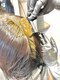 クラシコヘアー(CLASSICO hair)の写真/『天然100％の植物性ヘアカラー』頭皮が弱い方や、化学薬品を一切使わずカラーがしたい方にピッタリ！