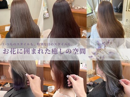 マロウ(mallow)の写真