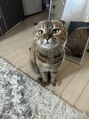 スターズ 川越店(STARS) 愛猫のまろんです。スコテッシユmixの女の子です☆