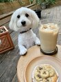 カシー(Casii) 愛犬のファルです。mix犬（ダックス＆トイプー）の女の子。