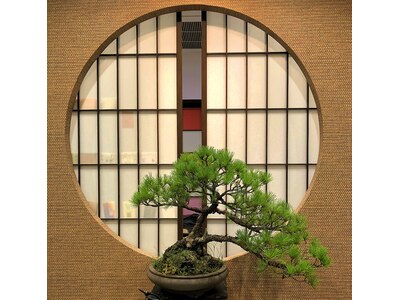 日本文化の盆栽展示。海外では生きた芸術とまで言われています。
