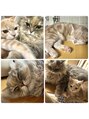 ロバーツ 立川(ROBERTS) 我が家の猫たち 毎日癒されてます!
