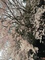 ヘアーローラン 藤沢(hair LORAN fujisawa) 毎年、桜の季節が待ち遠しいです(^O^)桜大好き