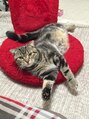 ヘアースタジオ ジェイワン(hair studio J ONE) 僕の相棒の猫ちゃんです。最近腹がポッチャリ気味…