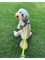 エスデザイン(es design) 愛犬チユ☆スタンダードプードル毎日1時間の散歩!!!