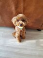 エルフルール(elfroole)&nbsp;トイプードル飼ってます！