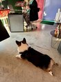 ユーヘン(uhem) ウェルシュコーギーペンブロークブラックタン